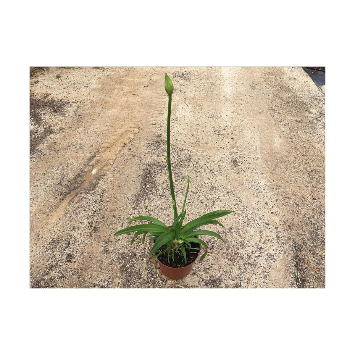 agapanthus-africanus-5l-azul