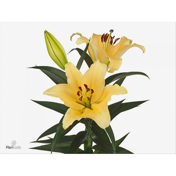 FLOR, LILIUM ORIENTAL HO. SHINE ON 100cm.x10 GROC