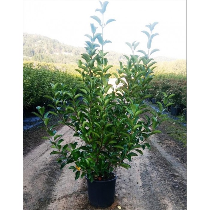 VIBURNUM LUCIDUM 18L - 125/150