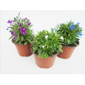LOBELIA ERINUS M11