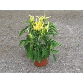 CAPSICUM ANNUUM CHILLY-CHILLY M11