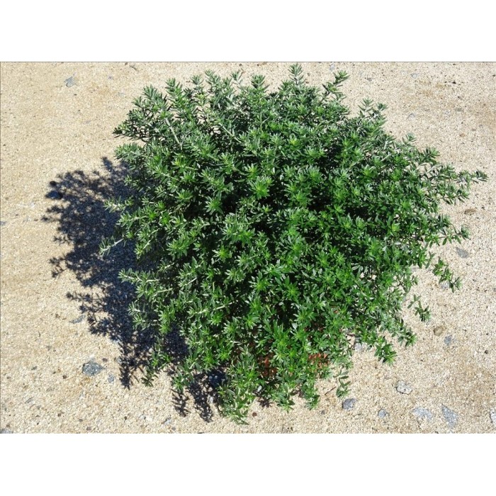 WESTRINGIA NARINGA 10L