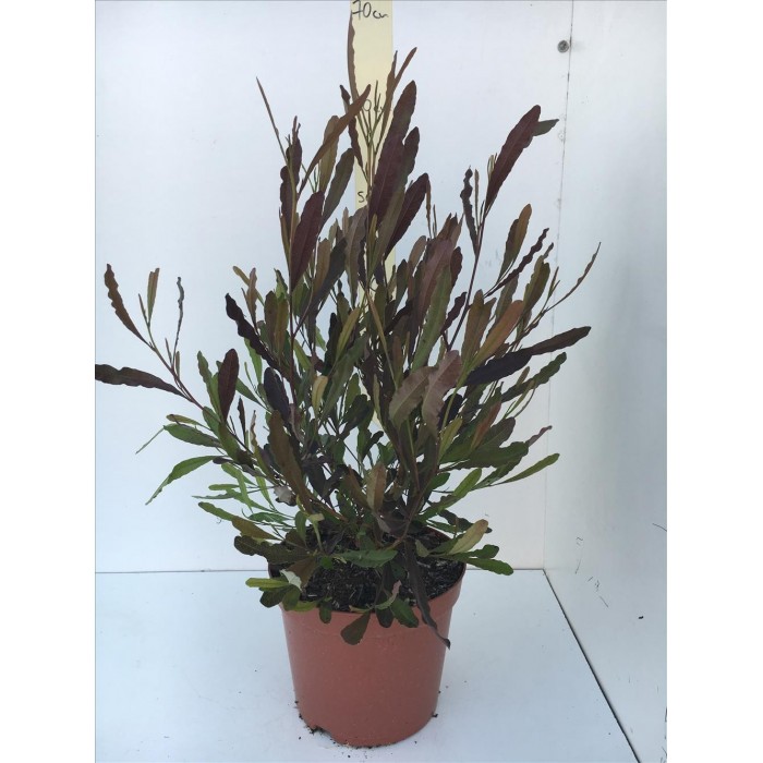 DODONEA VISCOSA PURPUREA 3L