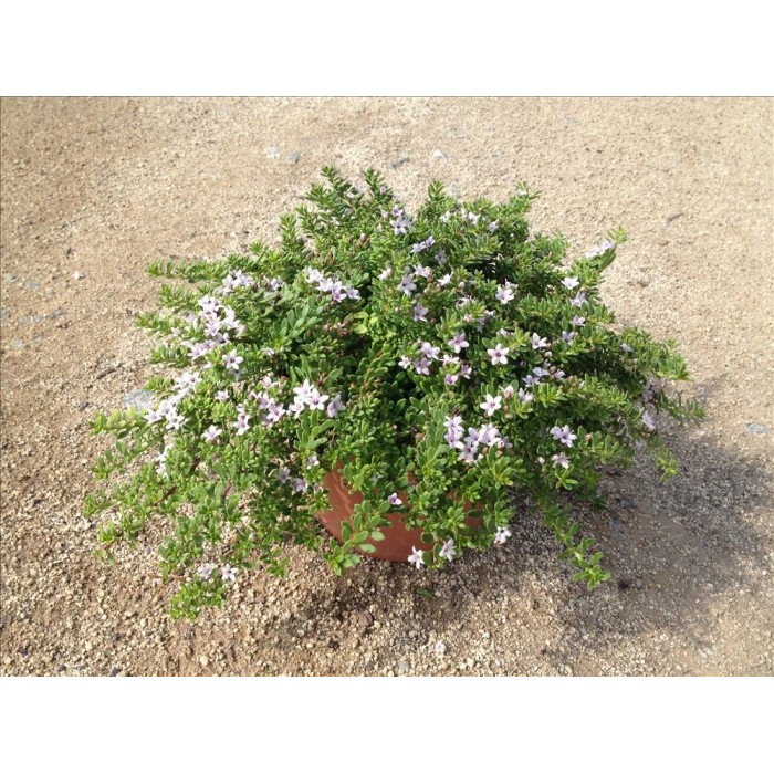 MYOPORUM PARVIFOLIUM PINK 3L