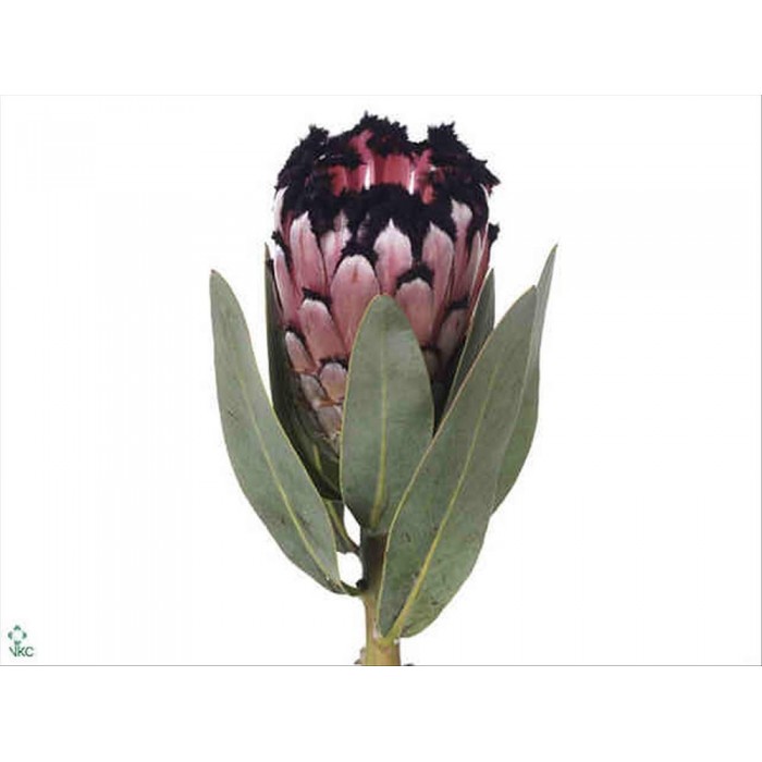 FLOR, PROTEA MAGNI DIDI 60cm. x1 tiges