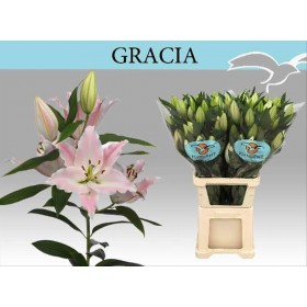 FLOR, LILIUM ORIENTAL GROC 100cm. x10 EXTRA