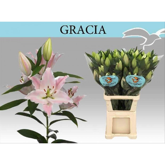 FLOR, LILIUM ORIENTAL GROC 100cm. x10 EXTRA