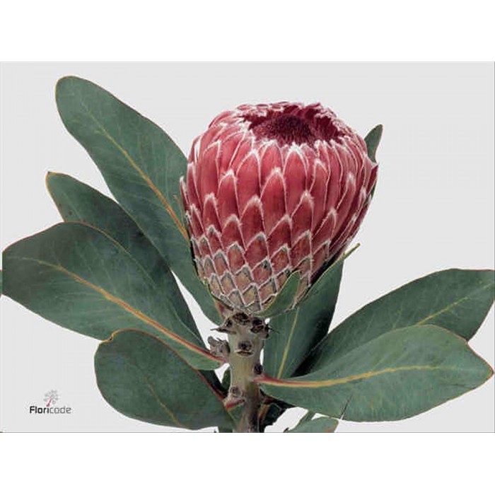 FLOR, PROTEA MAGNIFICA 40cm. x1 tija