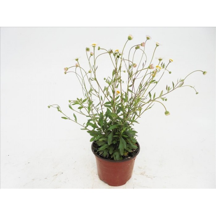 ERIGERON KARVINSKIANUS 11