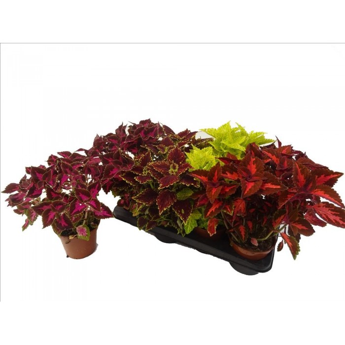 COLEUS BLUMEI 13