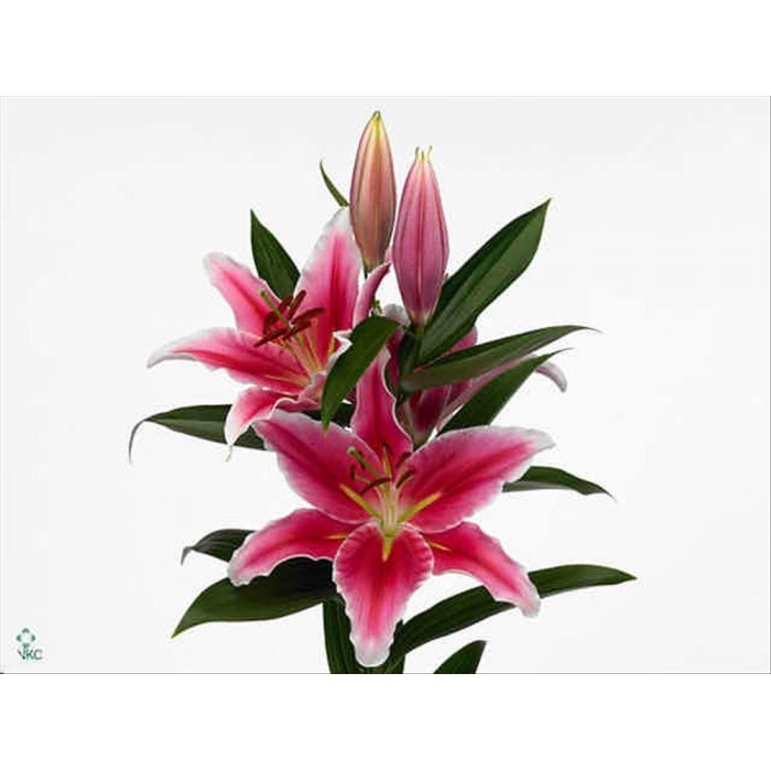 FLOR, LILIUM ORIENTAL HO. PARADERO 100cm.x10 rosa