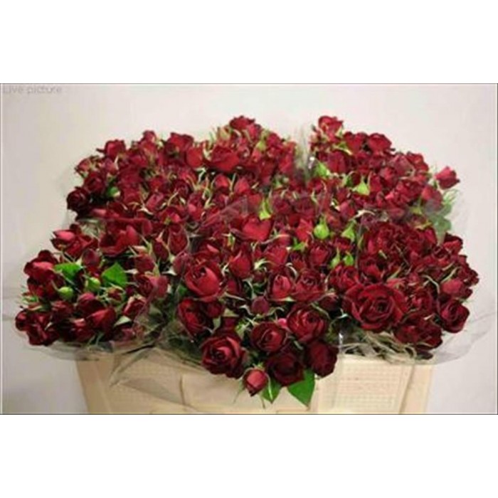 FLOR, ROSA SPRAY HO. RUBICON 50cm, paquet x10