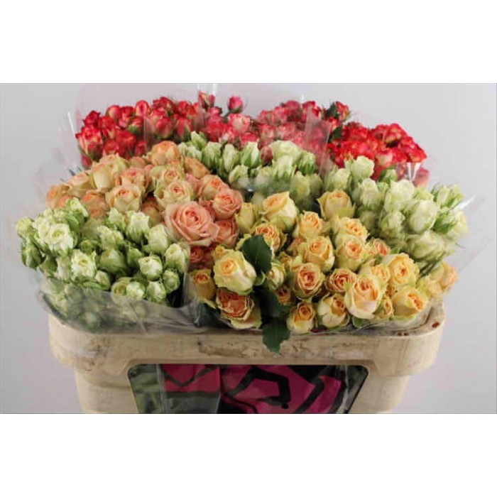 FLOR, ROSA SPRAY HO. COLORS MIX 70cm,paq.x10