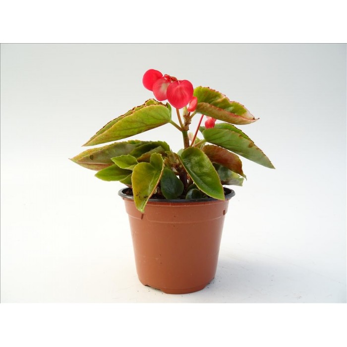 BEGONIA DRAGON WING M13
