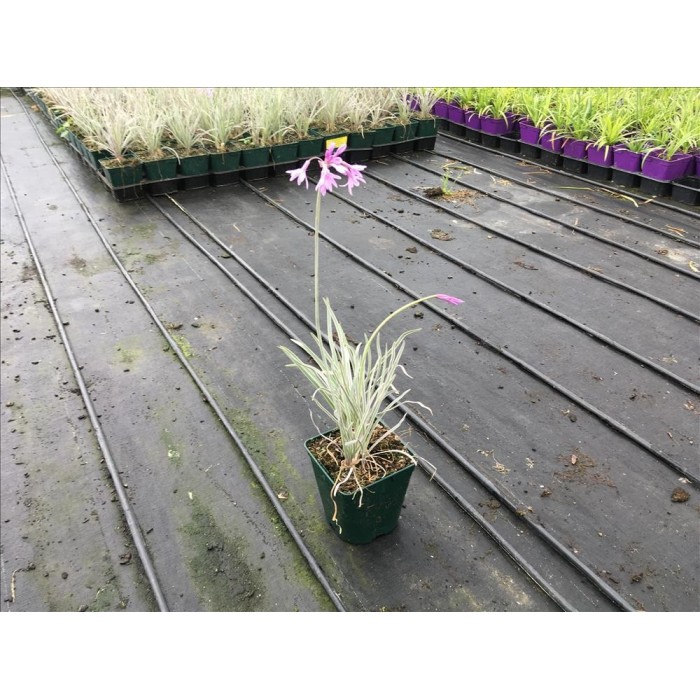 TULBAGHIA VIOLACEA SILVER LACE 14X14