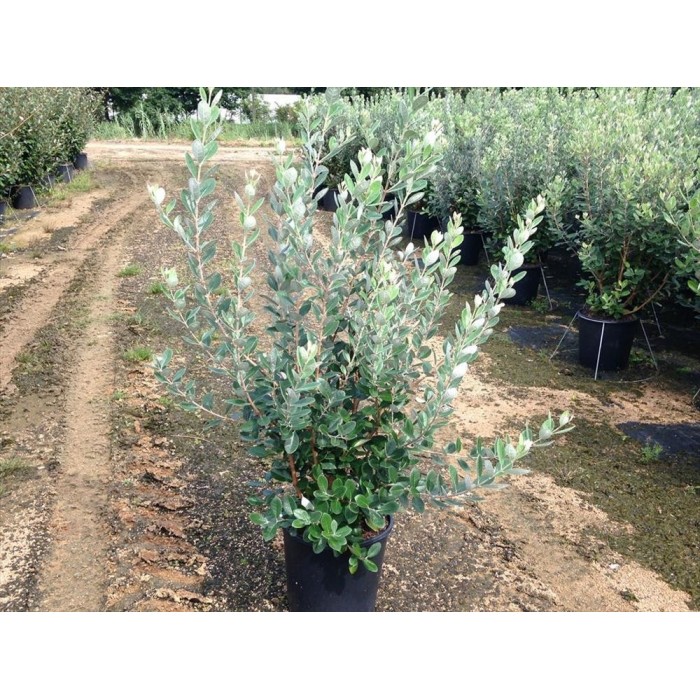 FEIJOA SELLOWIANA 18L