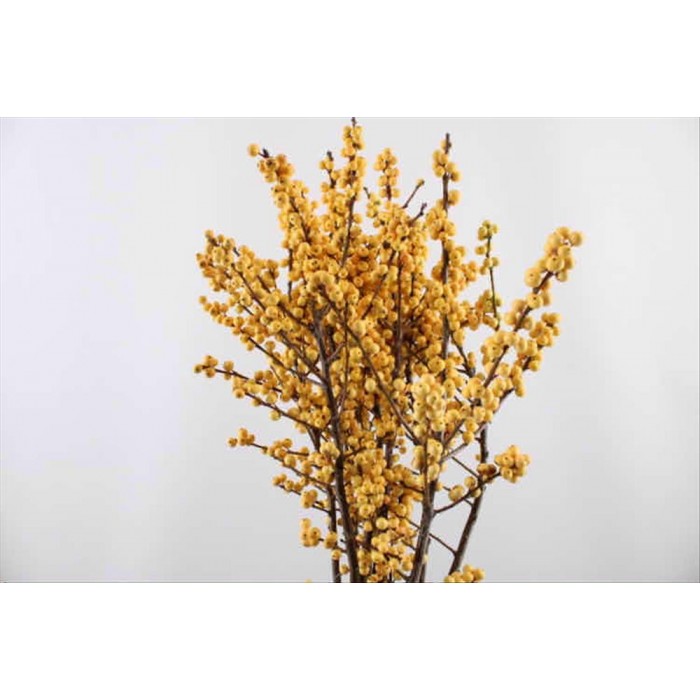 FLOR, ILEX CITRONELA 50cm. x10tiges