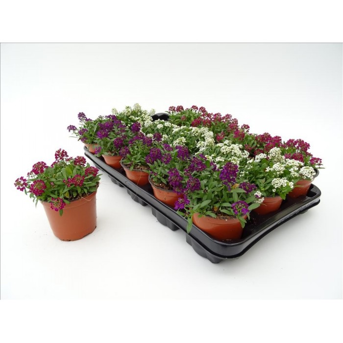 ALYSSUM MARITIMUM M11