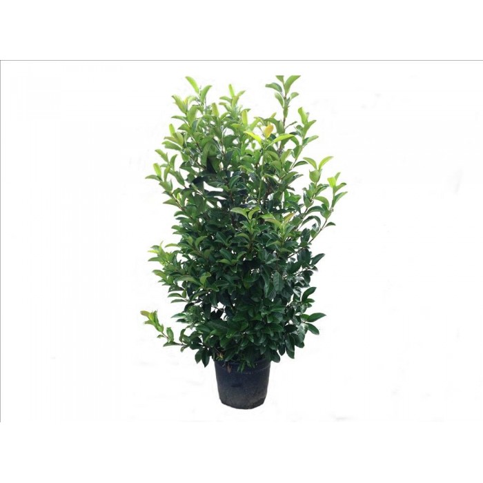 VIBURNUM LUCIDUM 30L - 150/175