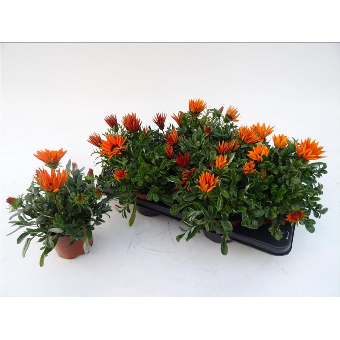 GAZANIA HYBRIDA 13