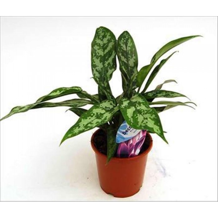 AGLAONEMA MARIA  M13