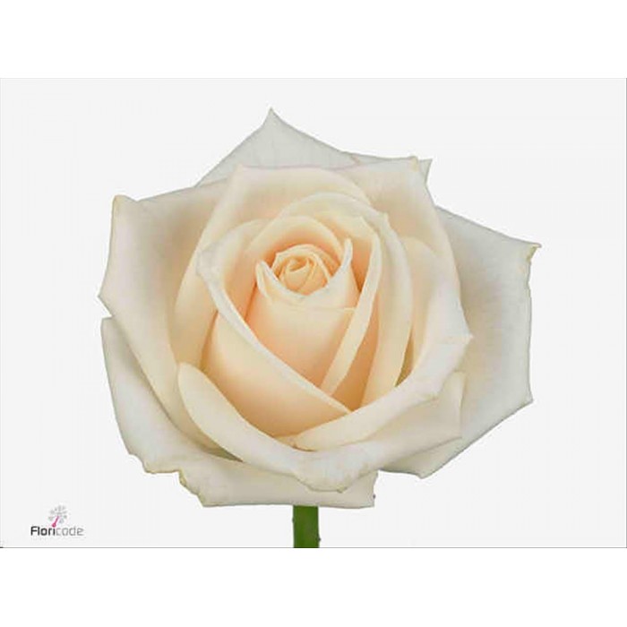 FLOR, ROSA HO. VENDELA 60cm, paq. x20 crema