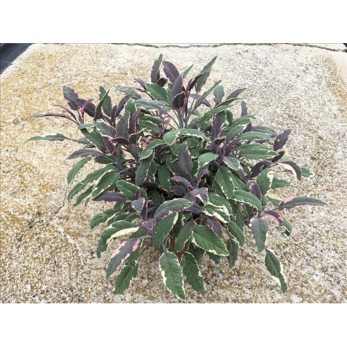 SALVIA OFFICINALIS TRICOLOR 18