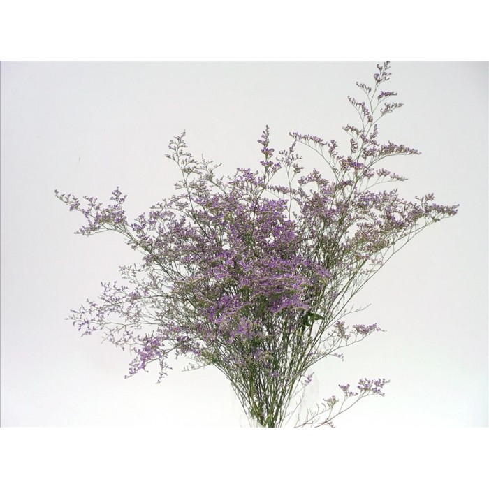 FLOR, LIMONIUM BERTLAARD (paq. x5)