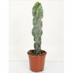 CEREUS FORBESII SPIRALIS M14