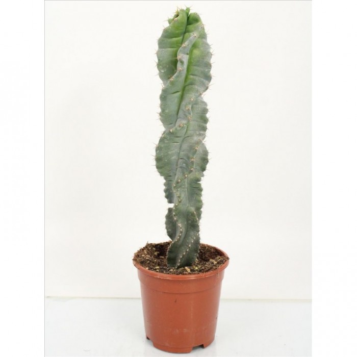 CEREUS FORBESII SPIRALIS M14