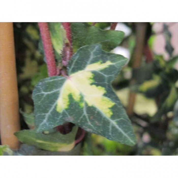 HEDERA ORO DI BOGLIASCO - TUTOR 125cm 2L