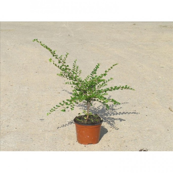 COTONEASTER DAMMERI SKOGHOLM 3L