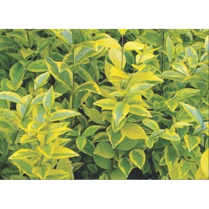 LIGUSTRUM OVALIFOLIUM AUREUM 3L