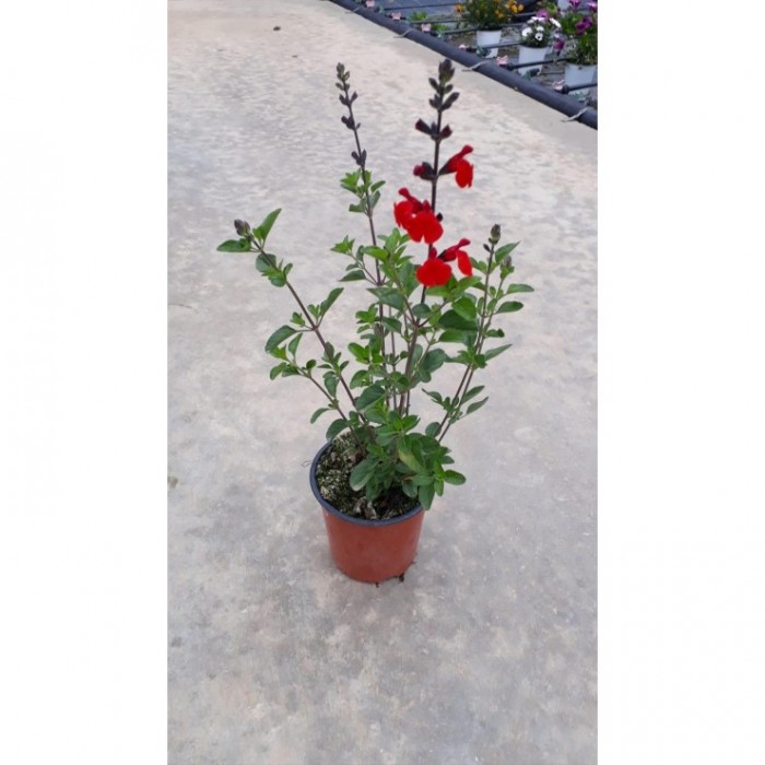 SALVIA MICROPHYLLA 13 - ROJA