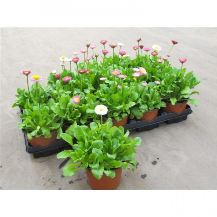 BELLIS PERENNIS M11