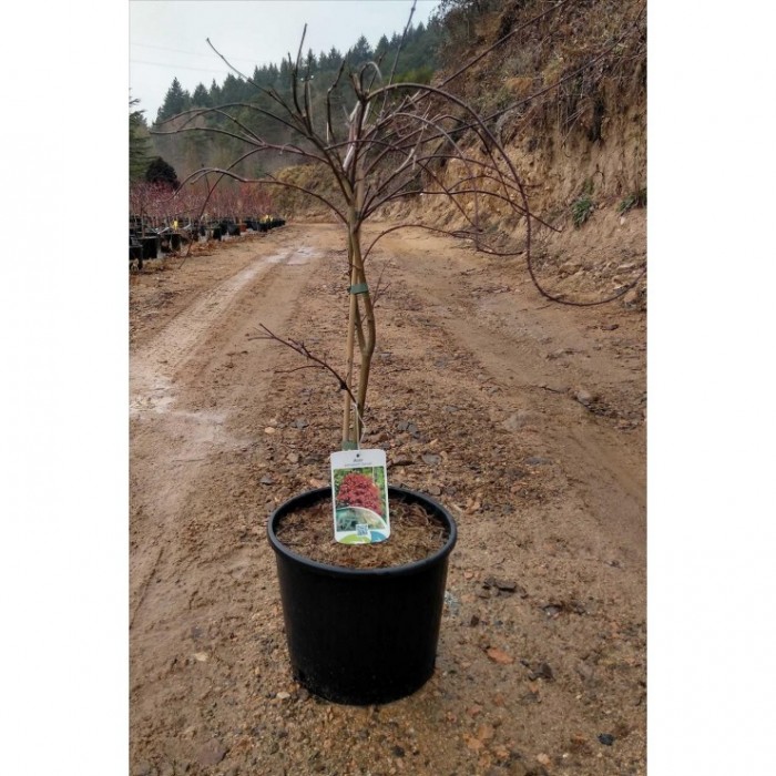 ACER PALMATUM DISSECTUM GARNET 8L