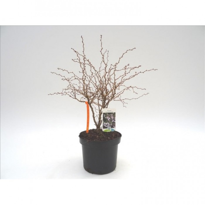 PRUNUS INCISA KOJO-NO-MAI 4L