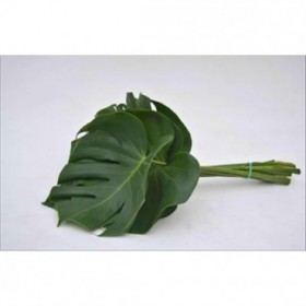 VERDS, MONSTERA 25cm paq.x10