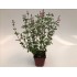 SALVIA MICROPHYLLA ROYAL BUMBLE 14X14