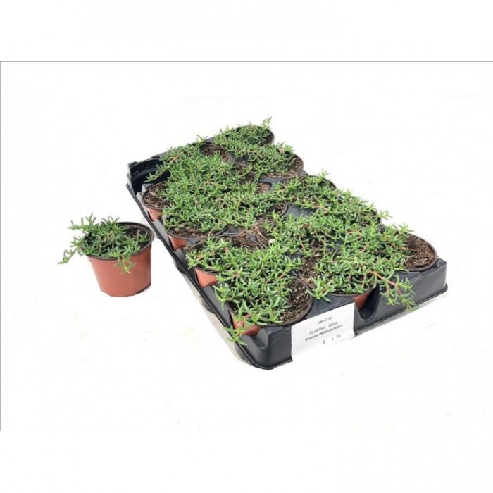 RUSCHIA PROSTRATA 11