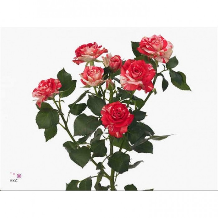 FLOR, ROSA SPRAY HO. FIREWORKS 60cm. x10 bicolor