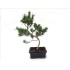 BONSÁI  6 AÑOS PODOCARPUS SP.