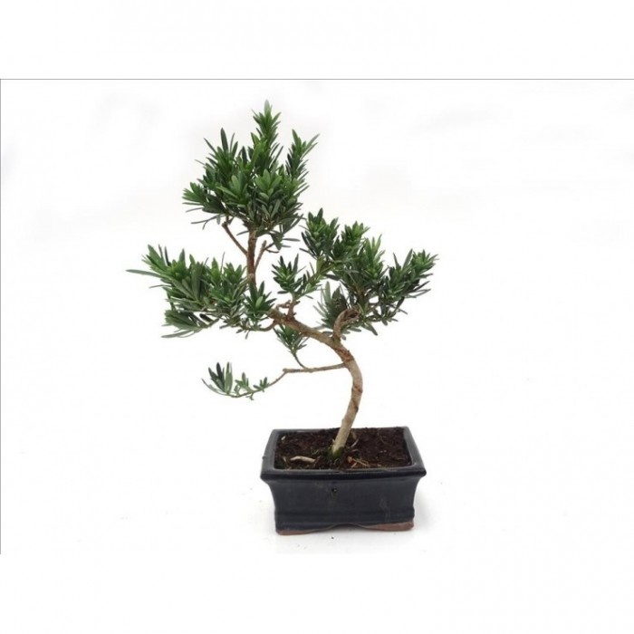 BONSÁI  6 AÑOS PODOCARPUS SP.