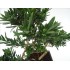 BONSÁI  6 AÑOS PODOCARPUS SP.