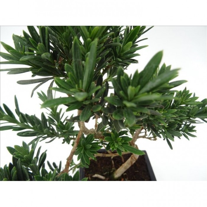 BONSÁI  6 AÑOS PODOCARPUS SP.