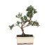 BONSÁI  6 ANYS PODOCARPUS SP.