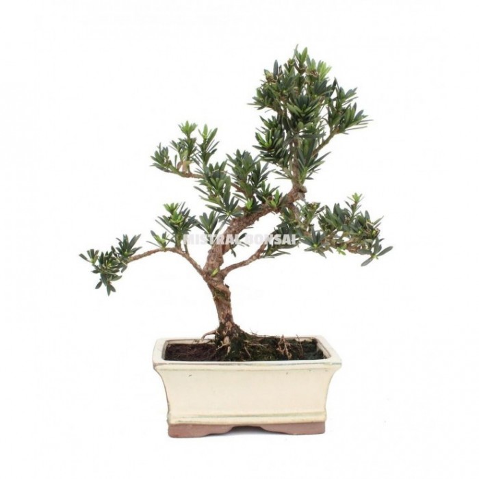 BONSÁI  6 AÑOS PODOCARPUS SP.