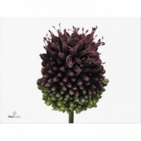 FLOR, ALLIUM SPHAEROC (bala)  80cm . x10 tiges 