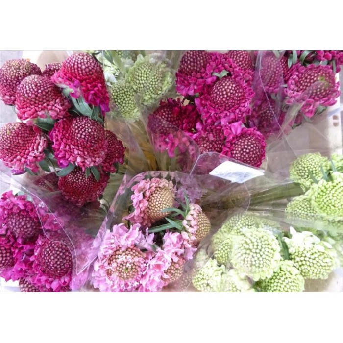 FLOR, SCABIOSA MIX x10 tiges.