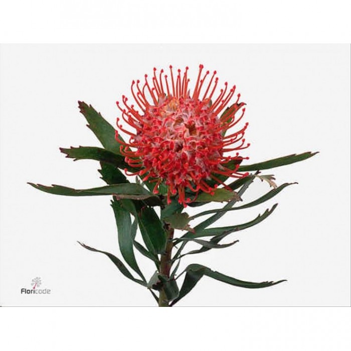 FLOR, LEUCADENDRON SUCCESSION 70cm x5 tiges.